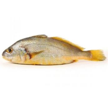 Frozen Croaker Fish