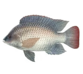 Frozen Tilapia Fish