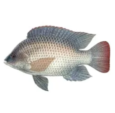 Frozen Tilapia Fish