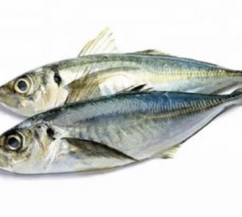 Frozen Kote (Horse mackerel) Fish