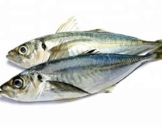 Frozen Kote (Horse mackerel) Fish